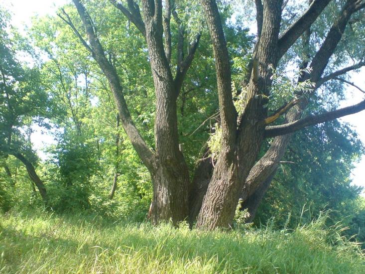 Сватове з panoramio.com - Сватово