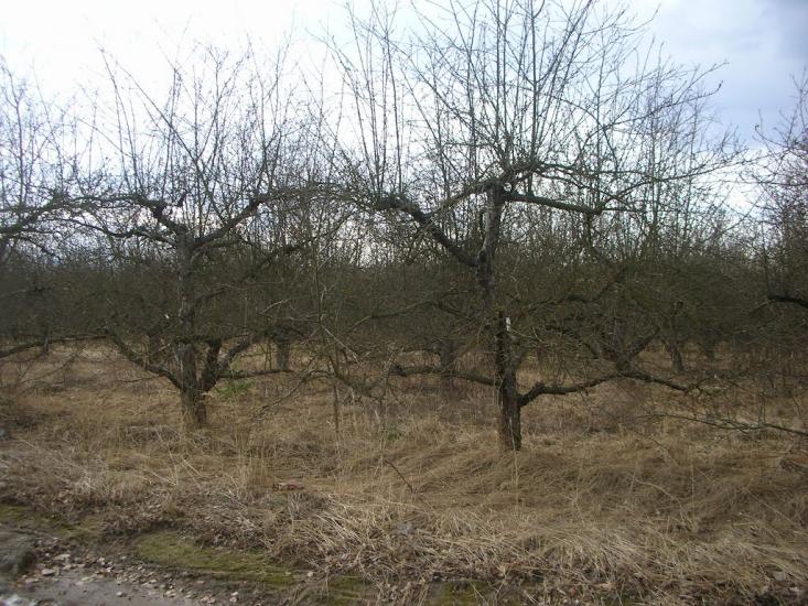 Петрівське з panoramio.com - Петрівське