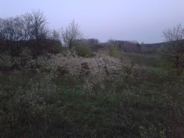 Пересічна з panoramio.com - Пересечная
