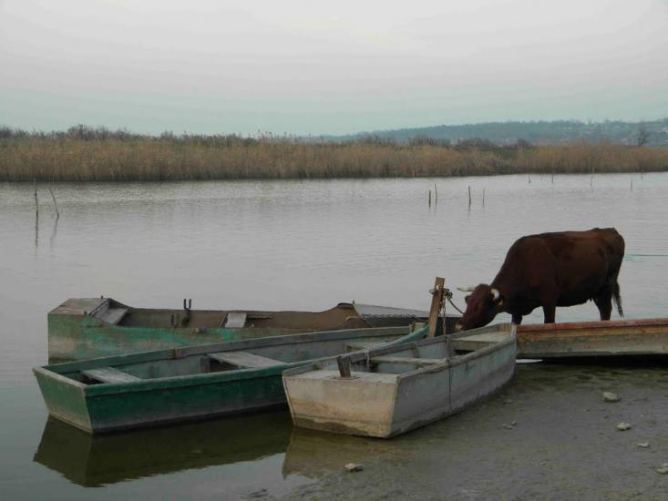 Павлівка з panoramio.com - Павловка
