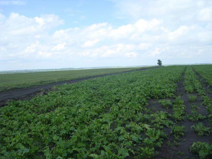 Грузевиця з panoramio.com - Грузевица