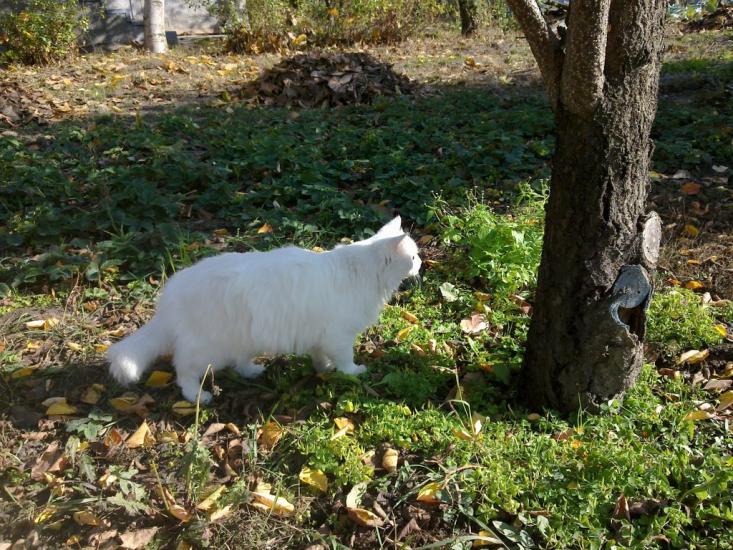 Чабани з panoramio.com - Чабани