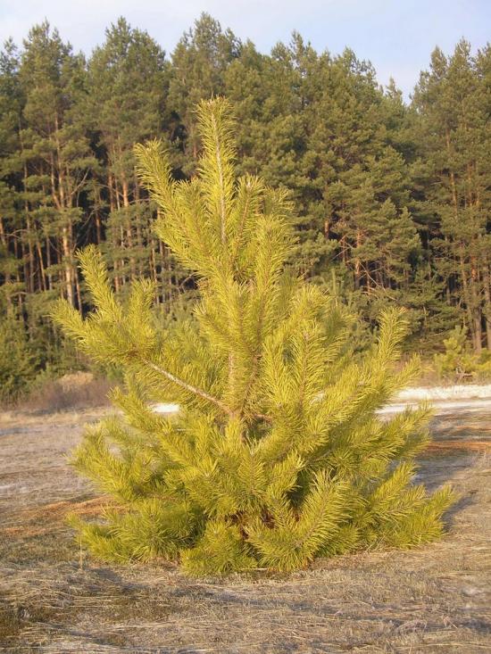 Малютянка з panoramio.com - Малютянка