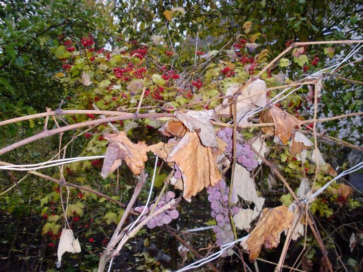 Котовка з panoramio.com - Котовка