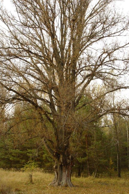 Кривуші з panoramio.com - Кривуші