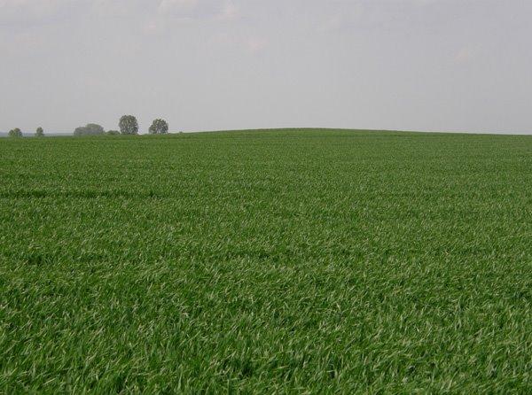 Угнів з panoramio.com - Ugniv