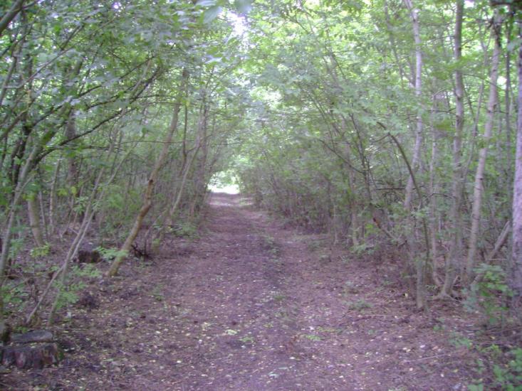 Каштанове з panoramio.com - Каштановое