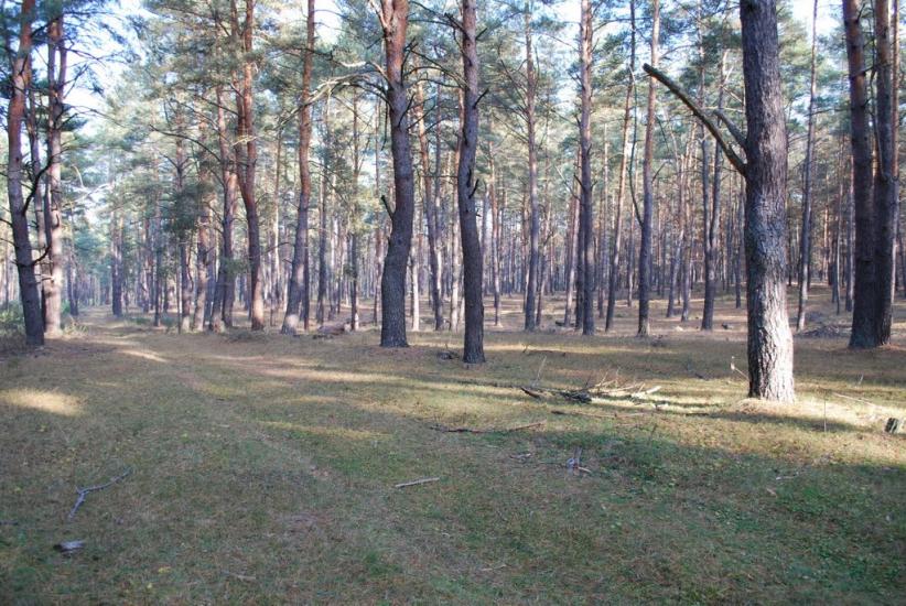 Терлиця з panoramio.com - Терлица