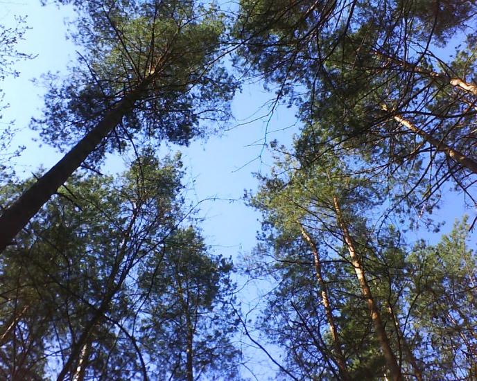 Довжик з panoramio.com - Довжик