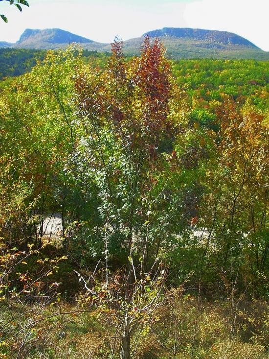 Щасливе з panoramio.com - Schaslyve