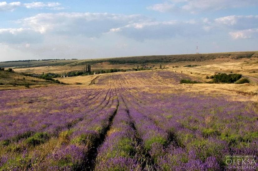 Рєпіне з panoramio.com - Рєпіне