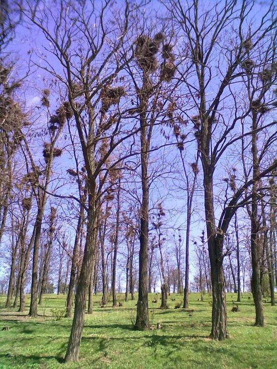 Павлівка з panoramio.com - Павловка