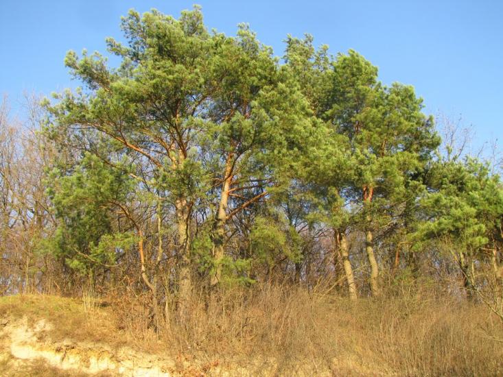 Домажир з panoramio.com - Домажир
