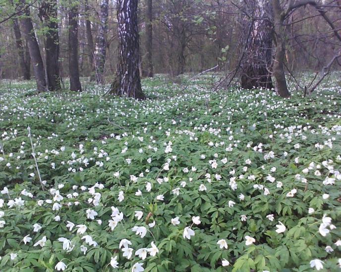 Головлі з panoramio.com - Головли