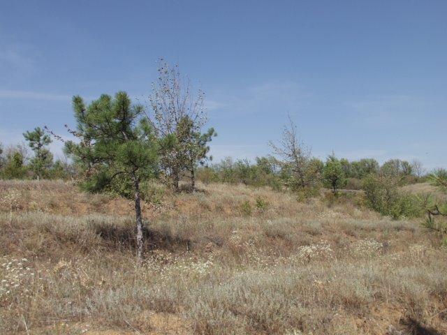 Тельмана з panoramio.com - Тельмана