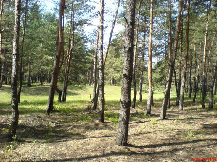 Борівське з panoramio.com - Боровское