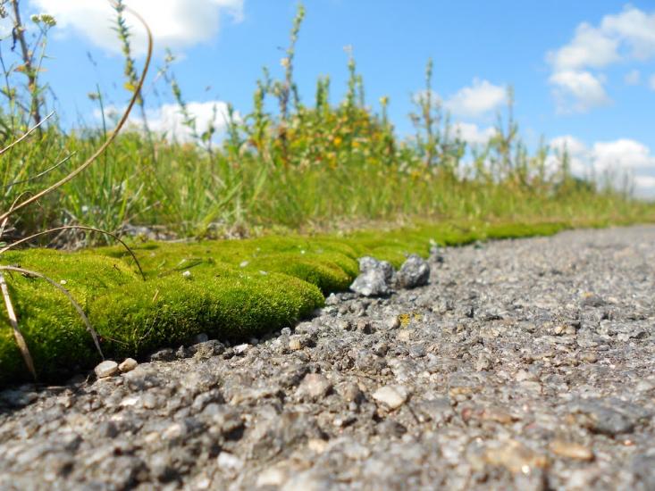 Махаринці з panoramio.com - Makharyntsi