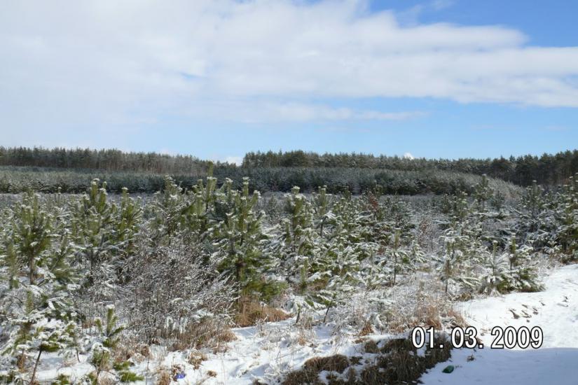 Забір'я з panoramio.com - Zabirya