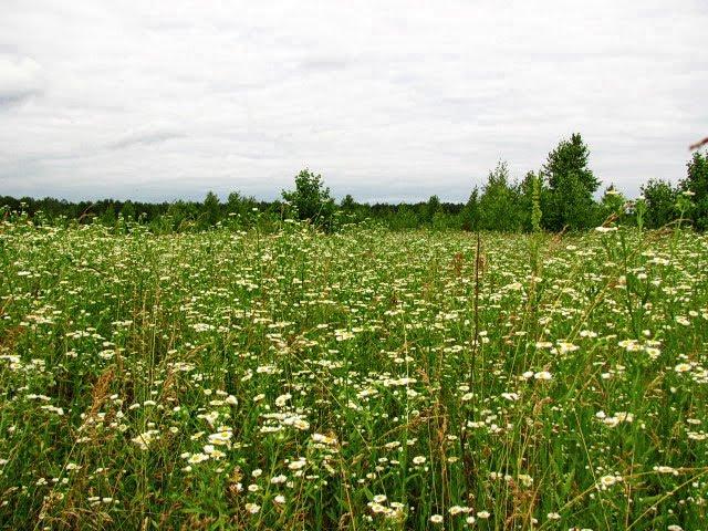Нові Яриловичі з panoramio.com - Новые Ярыловичи