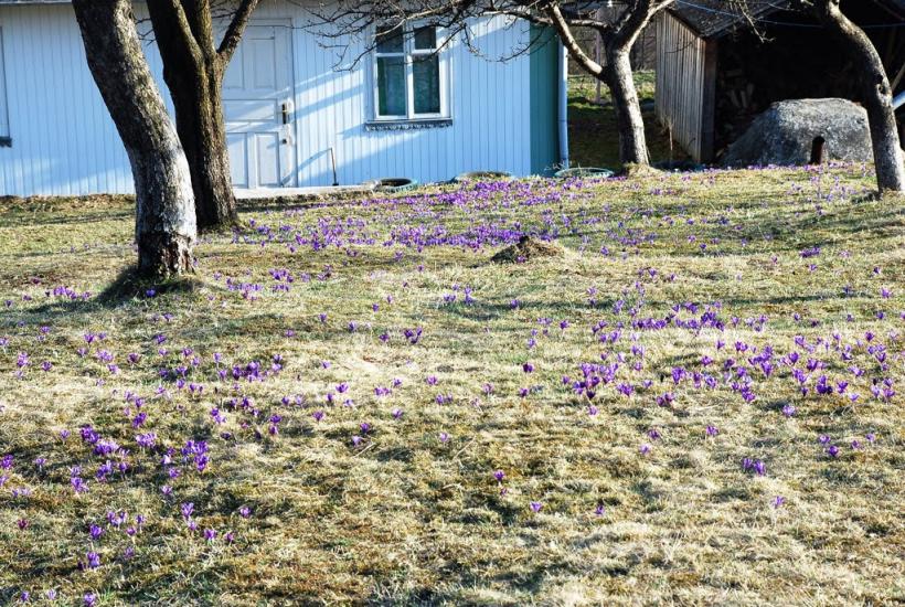 Кричка з panoramio.com - Кричка