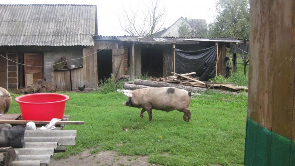 Велимче з panoramio.com - Велимче