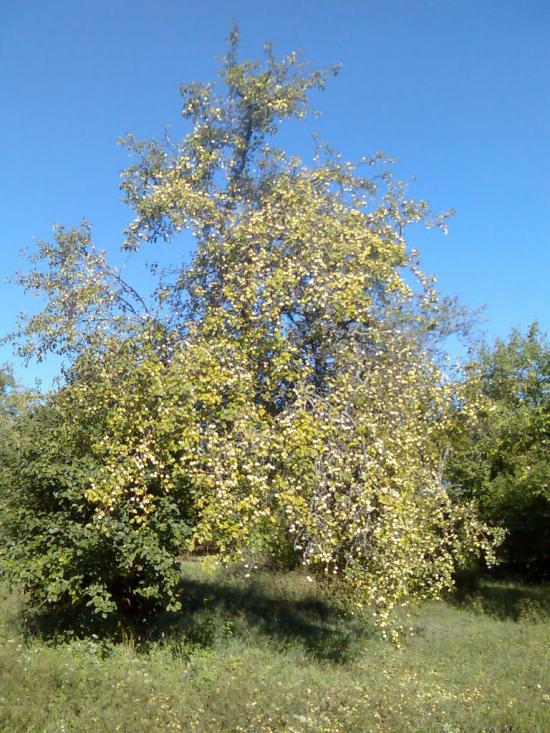 Макове з panoramio.com - Маково