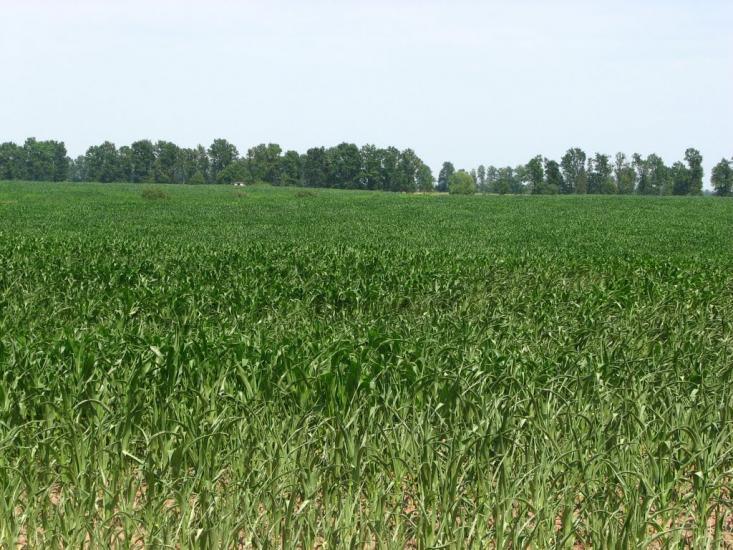 Халявин з panoramio.com - Халявин