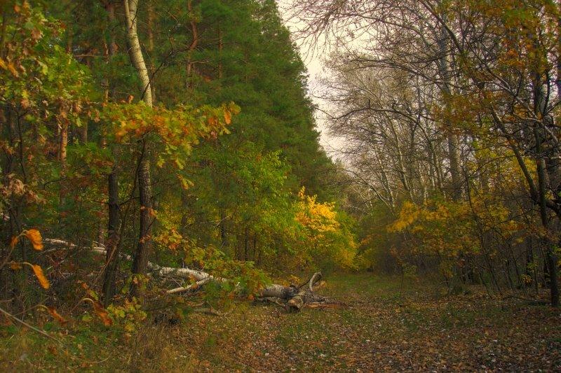 Кривуші з panoramio.com - Кривуші