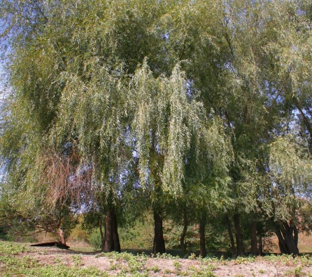 Заможнє з panoramio.com - Заможнє