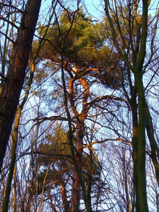 Теребовля з panoramio.com - Теребовля
