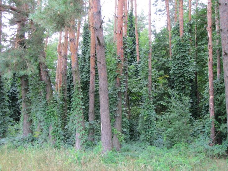 Рівнопілля з panoramio.com - Равнополье