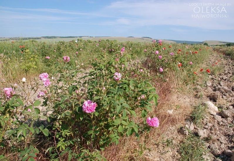 Тургенєвка з panoramio.com - Тургенєвка