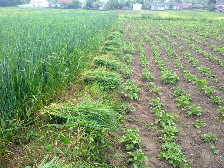 Саранчуки з panoramio.com - Saranchuky