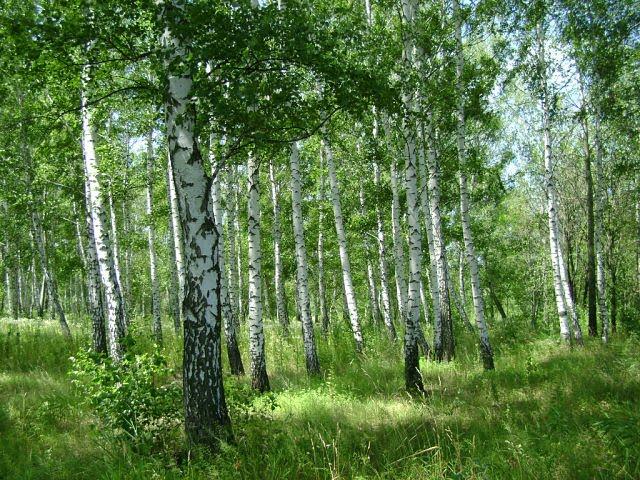 Терентіївка з panoramio.com - Терентіївка