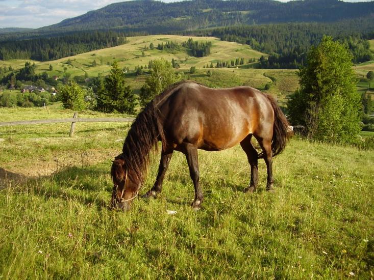 Орява з panoramio.com - Орява