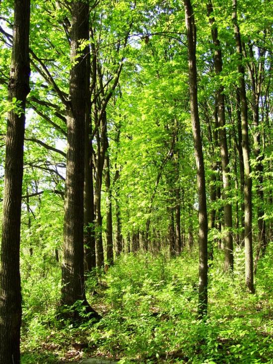 Станишівка з panoramio.com - Станишовка