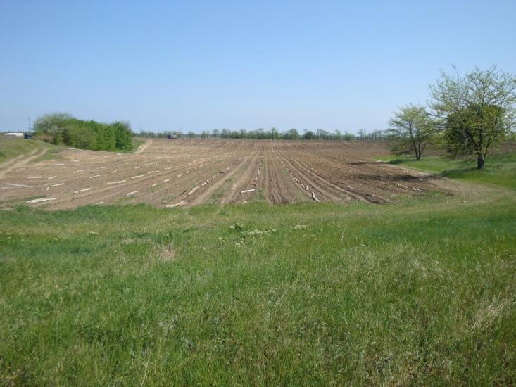 Шабо з panoramio.com - Shabo