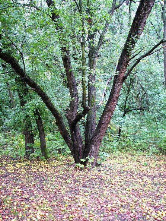 Великомихайлівка з panoramio.com - Великомихайлівка