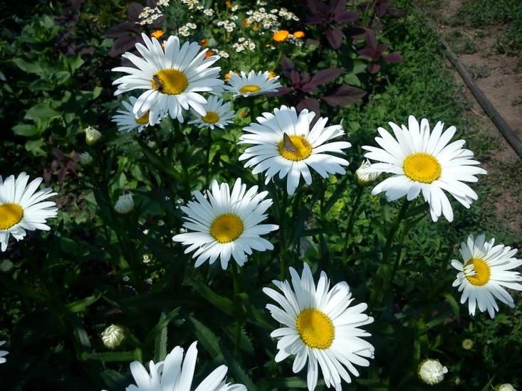 Городище з panoramio.com - Городище