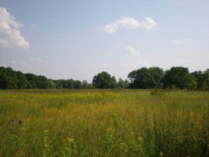 Новоселівка з panoramio.com - Novoselivka