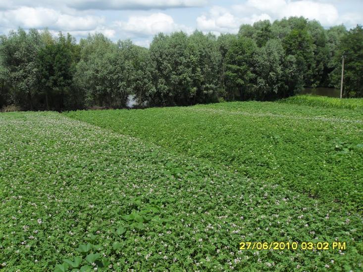 Пахутинці з panoramio.com - Пахутинці