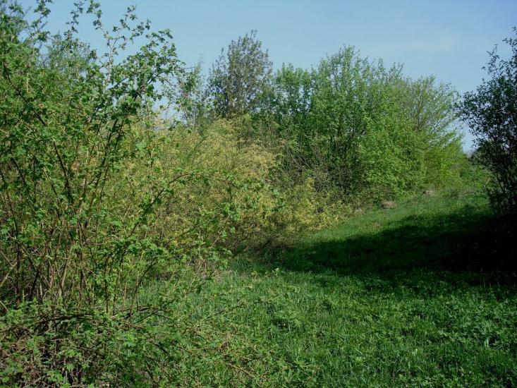 Любомирівка з panoramio.com - Любомировка