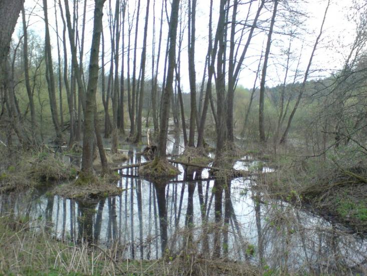 Княжичі з panoramio.com - Княжичі