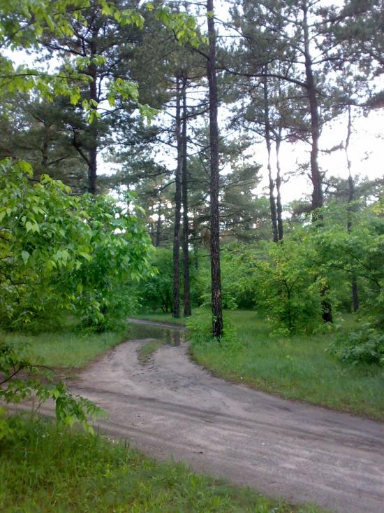 Новопилипівка з panoramio.com - Новопилиповка