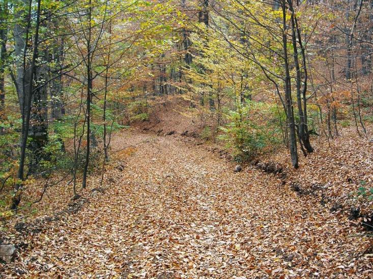 Кипарисне з panoramio.com - Kyparysne