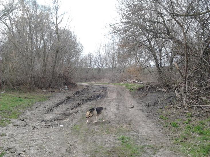 Рогачі з panoramio.com - Рогачи