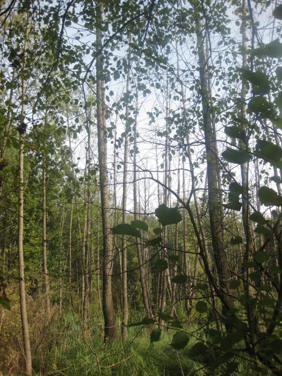 Черепашинці з panoramio.com - Cherepashyntsi