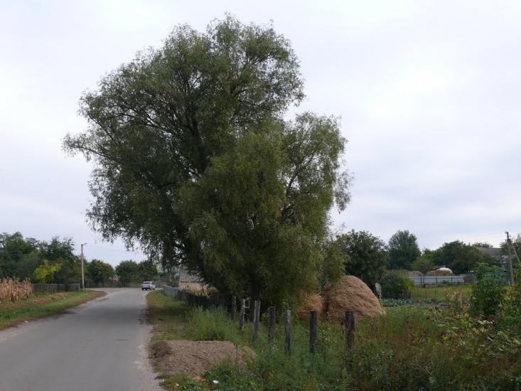 Перемога з panoramio.com - Перемога