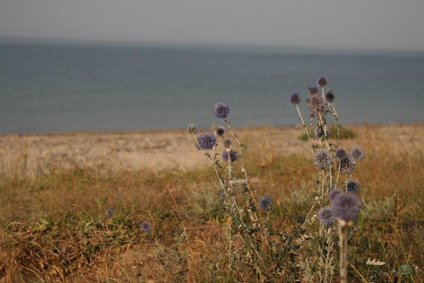 Вітине з panoramio.com - Витино
