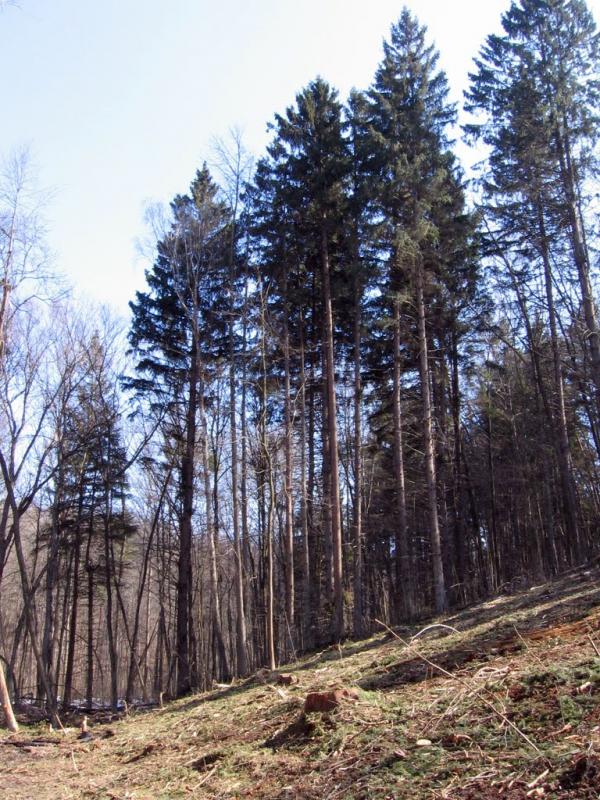 Микільське з panoramio.com - Никольское